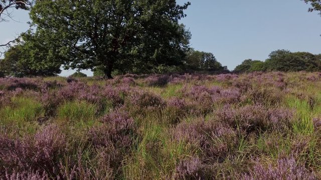 Slow shot and walking in purple blossoming heathland, National Park De Meinweg, Netherlands - 4k60p