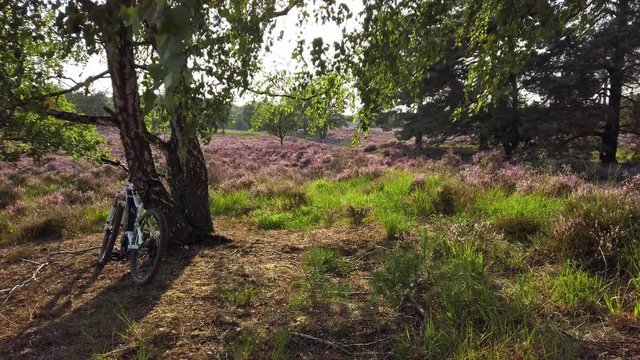 Slow shot and walking in purple blossoming heathland, National Park De Meinweg, Netherlands - 4k60p