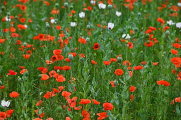 Naklejka premium White and red flowers on poppy field.