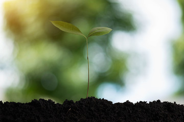 Young plant in the morning light on nature background.