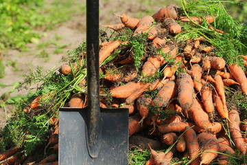 Pile of fresh ripe orange carrots and shovel in the garden,. .Healthy vegetarian food