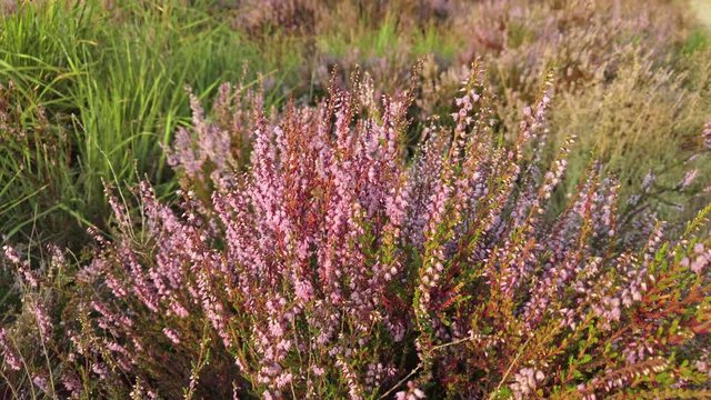 Closeup of purple blooming heather in national park De Meinweg, Netherlands - 4k60p