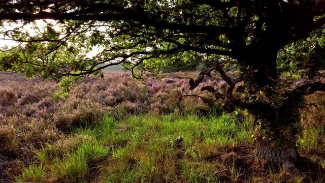 Slow shot and walking in purple blossoming heathland, National Park De Meinweg, Netherlands - 4k60p