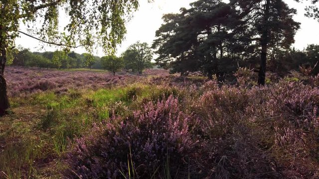 Closeup of purple blooming heather in national park De Meinweg, Netherlands - 4k60p