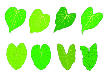 Green Leaves fresh abstract isolated on white background illustration vector