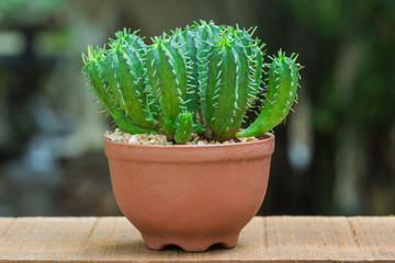 The desert cactus (Myrtillocactus geometrizans) is growing  in pots with gravel on a wooden table © kaewphoto