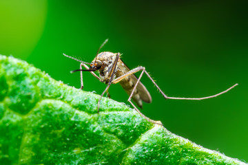 Encephalitis, Yellow Fever, Malaria Disease or Zika Virus Infected Culex Mosquito Parasite Insect Macro on Green Background