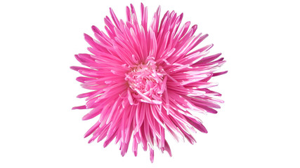 Autumn pictures. Pink aster flower isolated on white background.