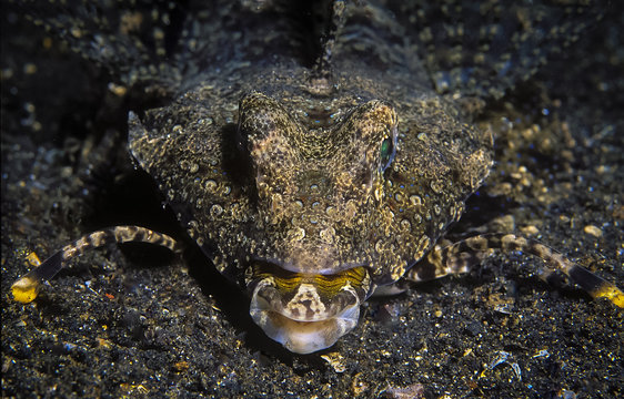 Stingfish. Taken at Indonesia.