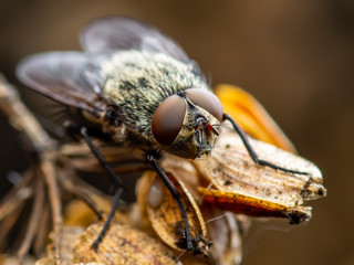 Fly Drosophila Diptera Insect Macro