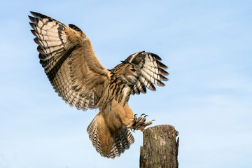 Landing of a Eurasian Eagle-Owl (Bubo bubo) on branch. Noord Brabant in the Netherlands.