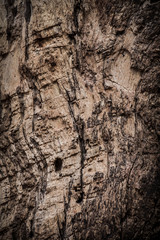 The surface of dry brown wood is decayed and cracks