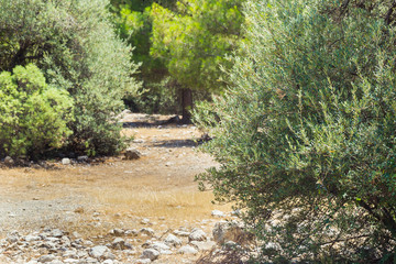 Mediterranean olive field with old olive tree ready for harvest.