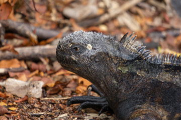close-up of an iguana among some leaves