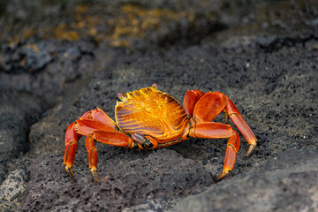 Red crab on the beach