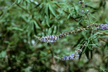 Purple flovers of vitex tree close up in green garden.
