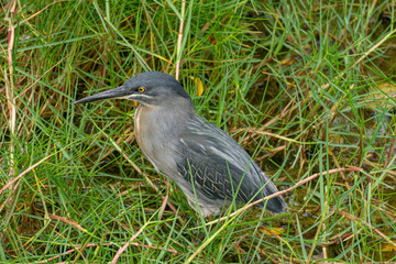 Bird among the grass