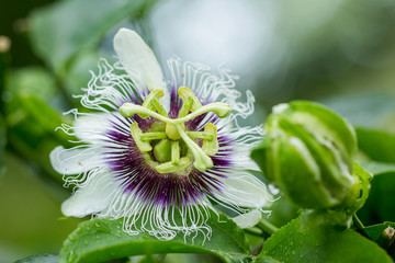 Passion flower (Passiflora incarnata)  Illustrated for use in agriculture