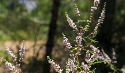 Purple flovers of vitex tree close up in green garden.