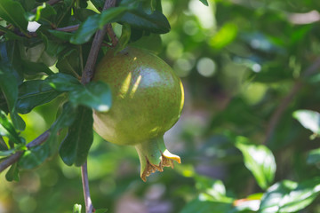 Bunch of pomegranate fruit growing on a tree in the garden