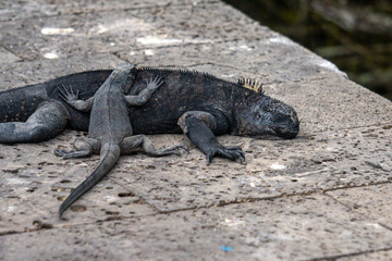 adult and baby Galapagos iguanas
