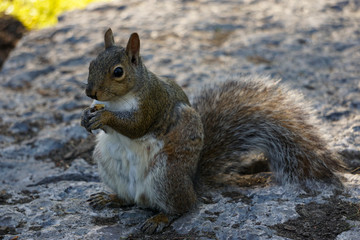 squirrel eating nut