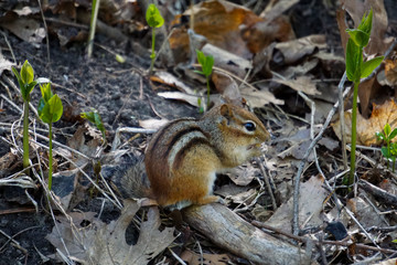 chipmunk in the park
