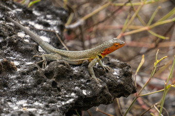 lizard on a rock