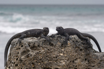 Baby iguanas on a rock