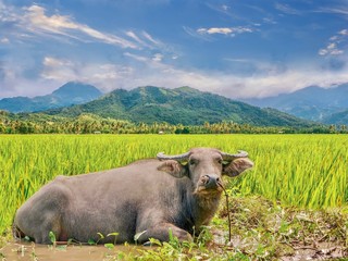 A water buffalo relaxing in a rice paddy waterhole in the Philippines.