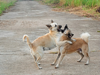 Movement Scene of Two Dogs Play Fighting