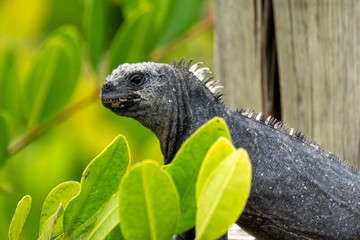 Iguana among some leaves