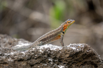 lizard on a rock