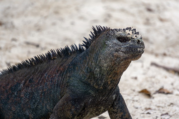 close-up of an iguana at the beach