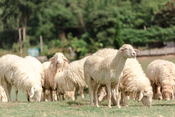 Fototapeta premium White sheep on a farm are looking for food