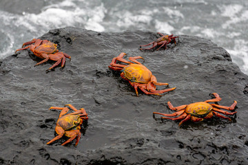 Red crabs sitting on a rock