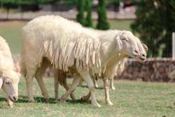 Naklejka premium White sheep on a farm are looking for food