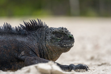 iguana at the beach