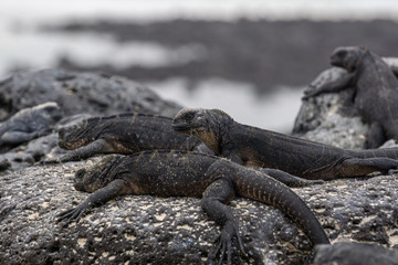 iguanas on a rock