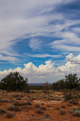 Arizona Desert Landscape in the summer