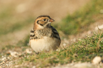 A rare Lapland Bunting, Calcarius lapponicus, feeding on seeds in the grass on a cliff. It is a passage migrant to the UK.