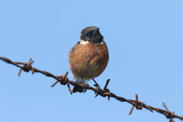 A beautiful male Stonechat, Saxicola rubicola, perching on a barbed wire fence. It is hunting for insects to eat.