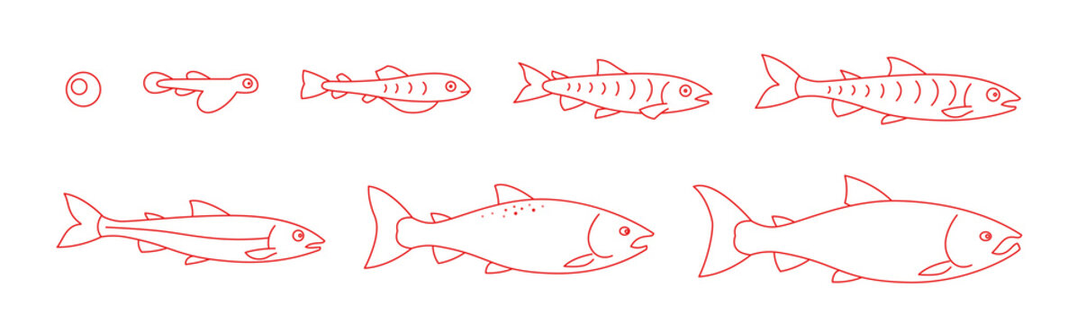 Life cycle of the Atlantic Salmon. Stages of salmon fish growth set. Coho fish from egg to fry. Sockeye aquaculture animation progression. Outline contour red line.