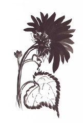Drawing with watercolors: Black sunflower on a white background.