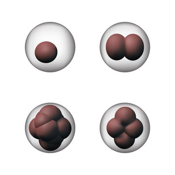 Set of biology cells.