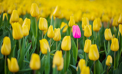 Unique pink tulip among many yellow tulips with green leaves background, one flower in the different color, individuality and difference concept.