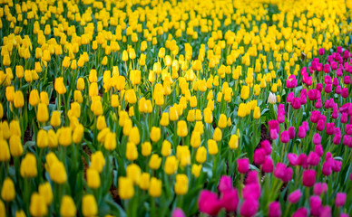 Beautiful bright colorful and beautiful scenes of Spring tulips in the field, Beautiful bouquet of tulips. Colorful tulips, Tulip flowers, pink, yellow, purple, Colorful flower garden background.