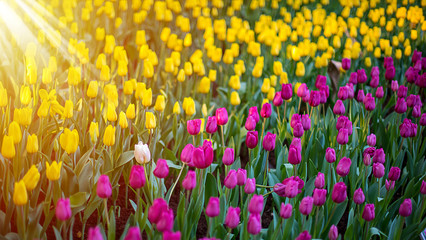 Unique white tulip among many purple and yellow tulips with green leaves background, one flower in the different color with sunshine, individuality and difference concept.