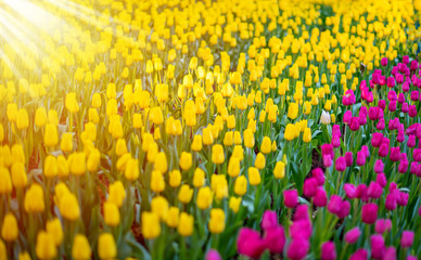 scenes of Spring tulips in the field, Beautiful bouquet of tulips. Colorful tulips, Tulip flowers, pink, yellow, purple, Colorful flower garden background.