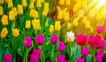 Unique white tulip among many purple and yellow tulips with green leaves background, one flower in the different color with sunshine, individuality and difference concept.